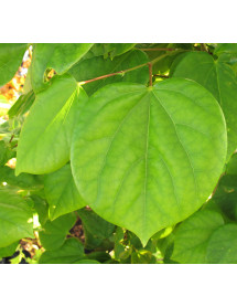 Cercis chinensis Avondale (3lt)