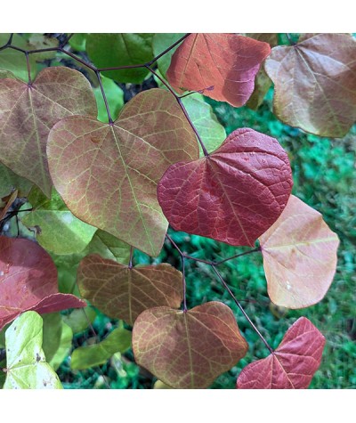 Cercis canadensis Eternal Flame (12lt)