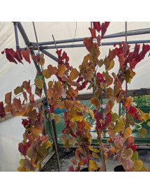 Cercis canadensis Eternal Flame (12lt)