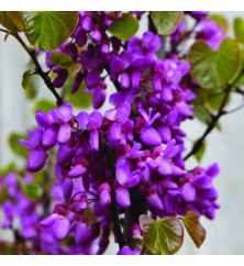 Cercis siliquastrum Bodnant (10lt) Cercis siliquastrum Bodnant (10lt)