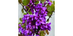 Cercis siliquastrum Bodnant (20lt)