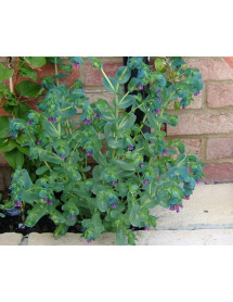 Cerinthe major Purpurescens (1.5lt)