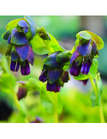Cerinthe major Purpurescens (1.5lt)