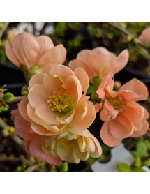 Chaenomeles speciosa Geisha Girl (3lt)