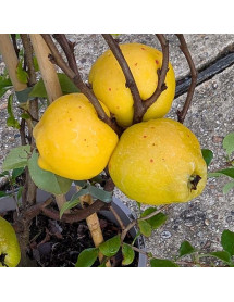 Chaenomeles x superba Knap Hill Scarlet (3lt) Chaenomeles x superba Knap Hill Scarlet (3lt)