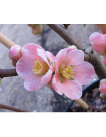 Chaenomeles Madame Butterfly (3lt)