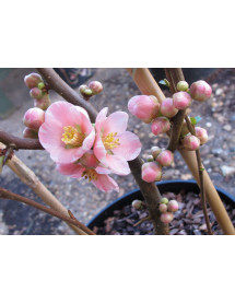 Chaenomeles Madame Butterfly (3lt)