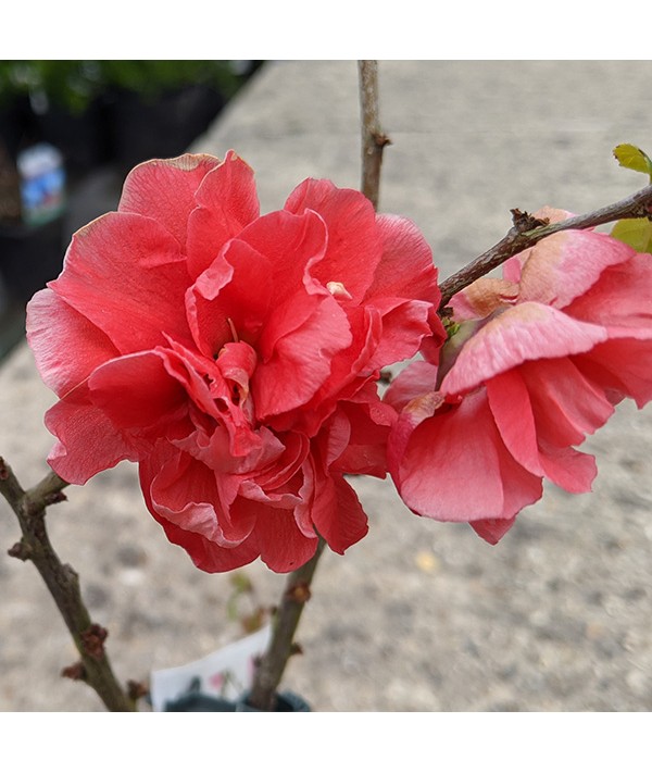 Chaenomeles speciosa Pink Storm (7.5lt)