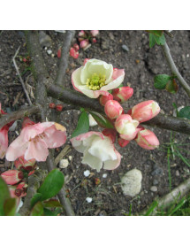 Chaenomeles speciosa Moerloosei (Apple Blossom) (3lt) Chaenomeles speciosa Moerloosei (Apple Blossom) (3lt)