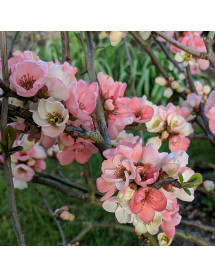 Chaenomeles speciosa Moerloosei (Apple Blossom) (3lt) Chaenomeles speciosa Moerloosei (Apple Blossom) (3lt)