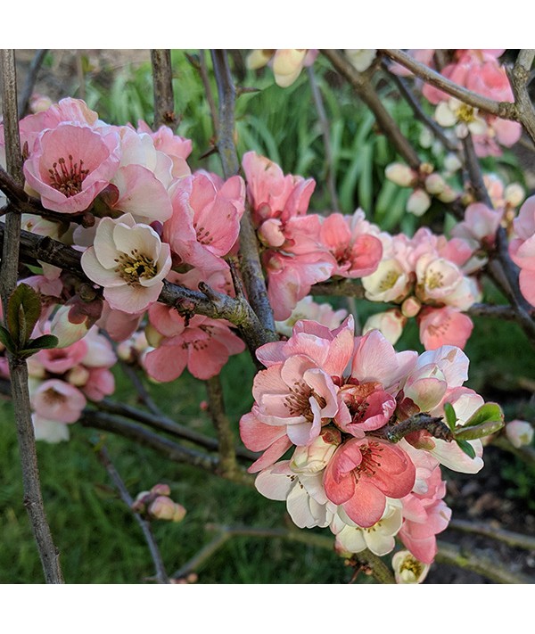 Chaenomeles speciosa Moerloosei (Apple Blossom) (5lt)
