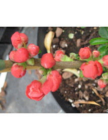 Chaenomeles x superba Knap Hill Scarlet (3lt) Chaenomeles x superba Knap Hill Scarlet (3lt)