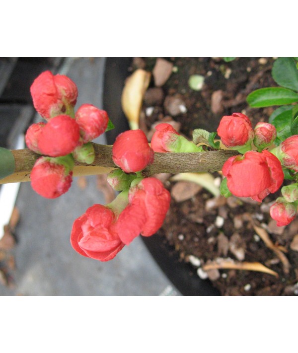 Chaenomeles x superba Knap Hill Scarlet (3lt) Chaenomeles x superba Knap Hill Scarlet (3lt)