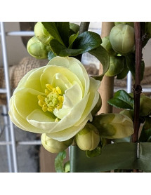 Chaenomeles speciosa Yukigoten (3lt)