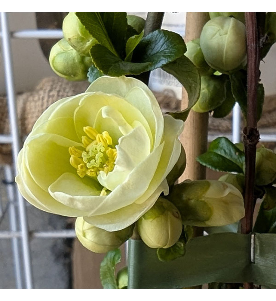 Chaenomeles speciosa Yukigoten (3lt)