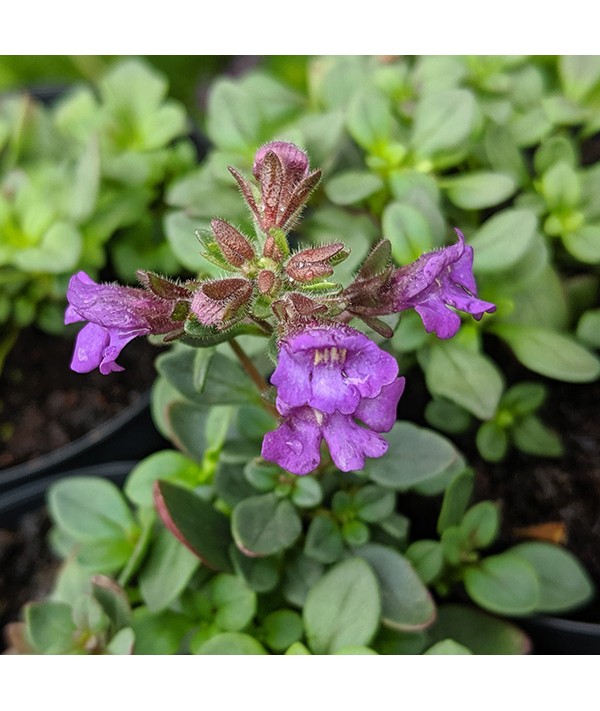 Chaenorhinum origanifolium Blue Dream (1lt)