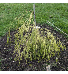 Chamaecyparis lawsoniana Filip's Golden Sprinklers (12lt) Chamaecyparis lawsoniana Filip's Golden Sprinklers (12lt)