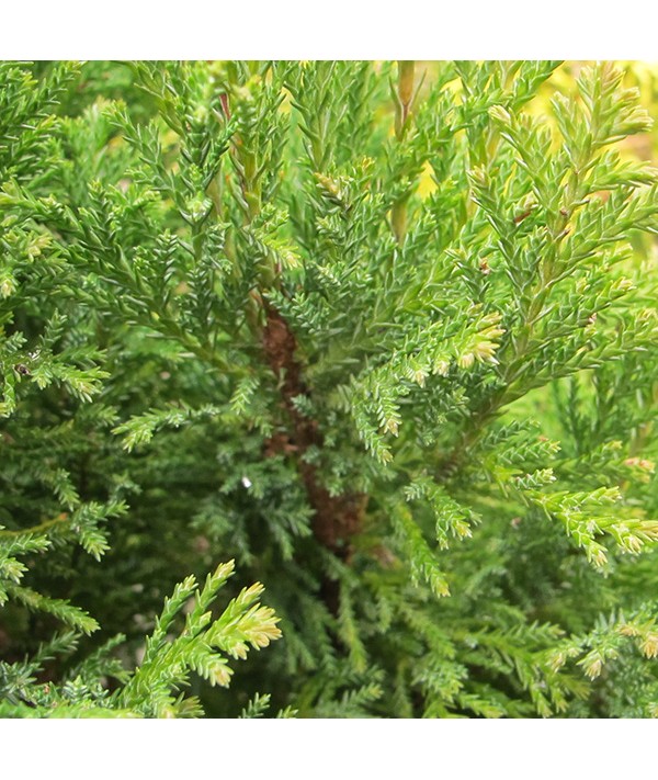 Chamaecyparis lawsoniana Ellwood's Gold (1lt)