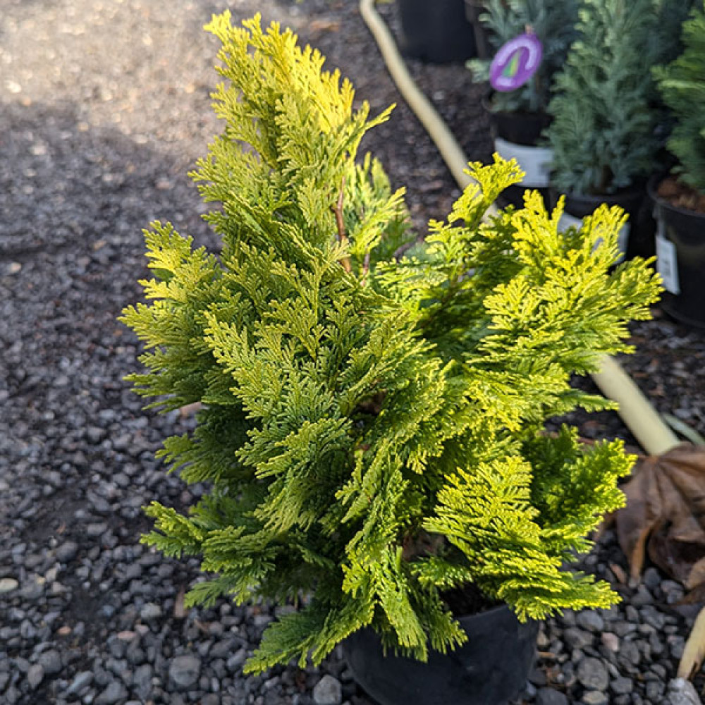 Chamaecyparis lawsoniana Minima Aurea (3lt)