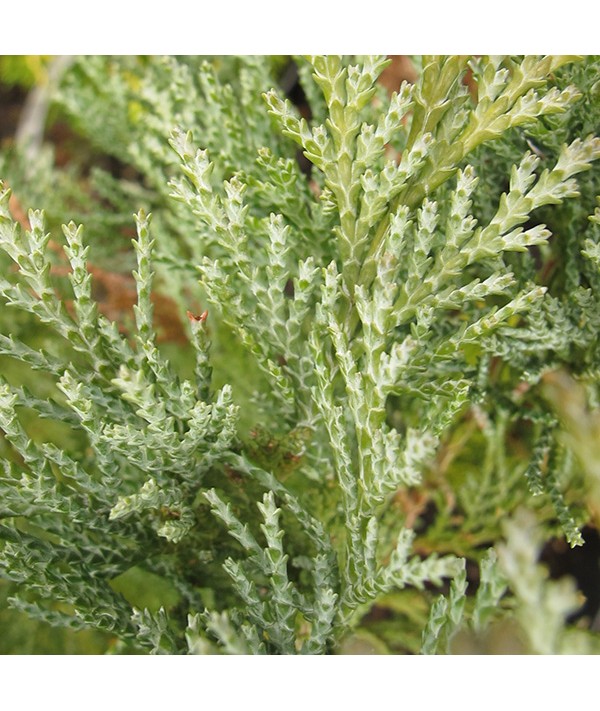 Chamaecyparis lawsoniana Pembury Blue (3lt) Chamaecyparis lawsoniana Pembury Blue (3lt)