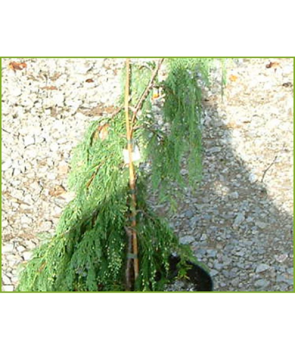 Chamaecyparis nootkatensis Pendula (20lt)