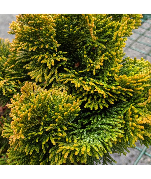 Chamaecyparis obtusa Aurora (2lt)