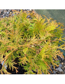 Chamaecyparis obtusa Karamachiba (3lt)