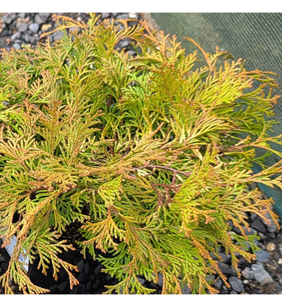 Chamaecyparis obtusa Karamachiba (3lt)