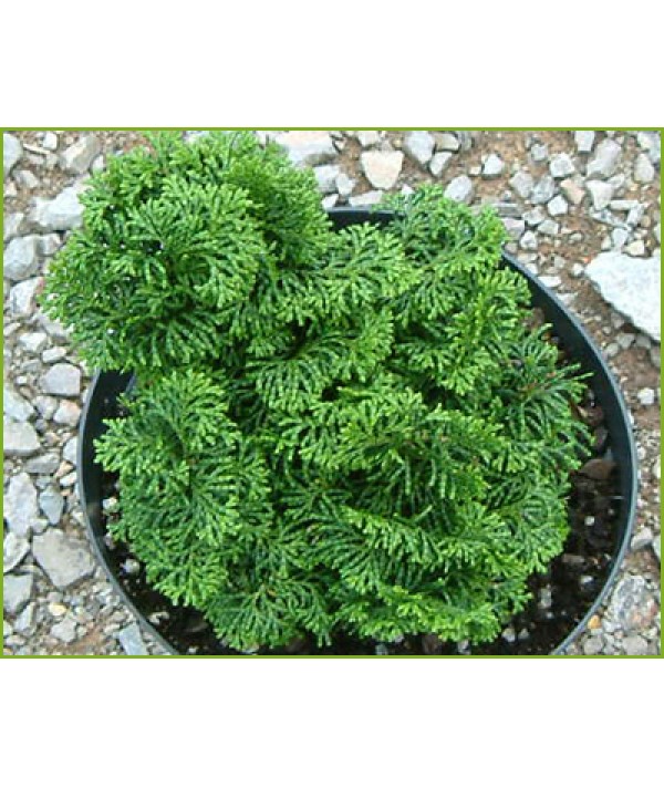 Chamaecyparis obtusa Kosteri (3lt)