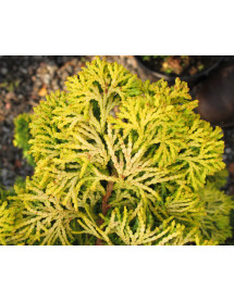 Chamaecyparis obtusa Nana Aurea (5lt)