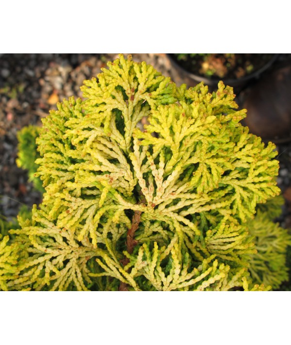 Chamaecyparis obtusa Nana Aurea (40cm standards) (7.5lt)