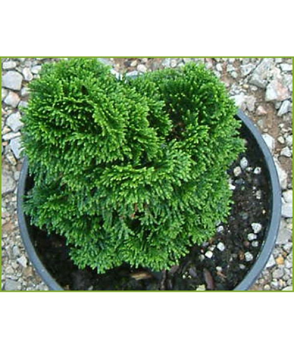 Chamaecyparis obtusa Nana Gracilis (20lt)