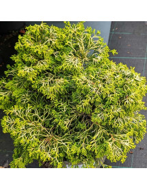 Chamaecyparis obtusa Tsatsumi Gold (3lt) Chamaecyparis obtusa Tsatsumi Gold (3lt)
