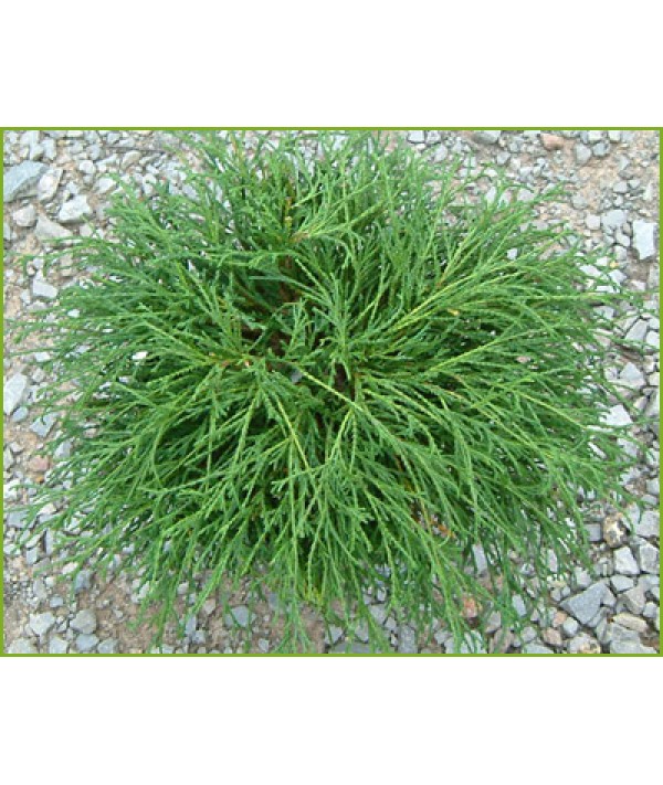 Chamaecyparis pisifera Filifera Nana (7.5lt) Chamaecyparis pisifera Filifera Nana (7.5lt)