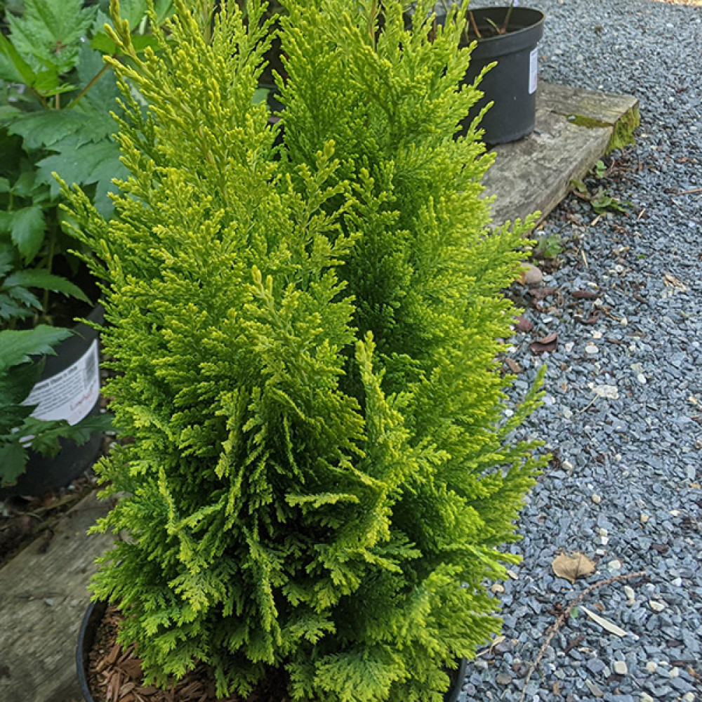 Chamaecyparis lawsoniana Ellwood's Empire (3lt)