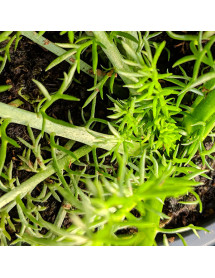 Chamaemelum nobile Treneague (Lawn Chamomile) (9cm)
