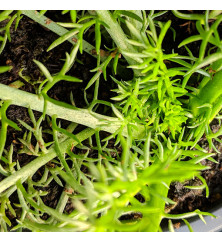 Chamaemelum nobile Treneague (Lawn Chamomile) (9cm) Chamaemelum nobile Treneague (Lawn Chamomile) (9cm)