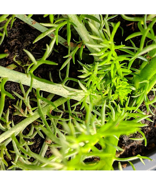 Chamaemelum nobile Treneague (Lawn Chamomile) (9cm)
