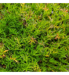 Chamaemelum nobile (Roman Chamomile) (1lt)