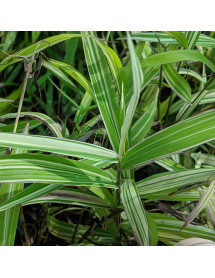 Chasmanthium latifolium River Mist (1.5lt) Chasmanthium latifolium River Mist (1.5lt)