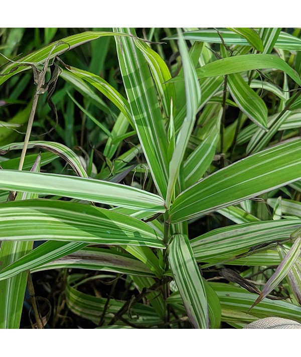 Chasmanthium latifolium River Mist (1.5lt) Chasmanthium latifolium River Mist (1.5lt)
