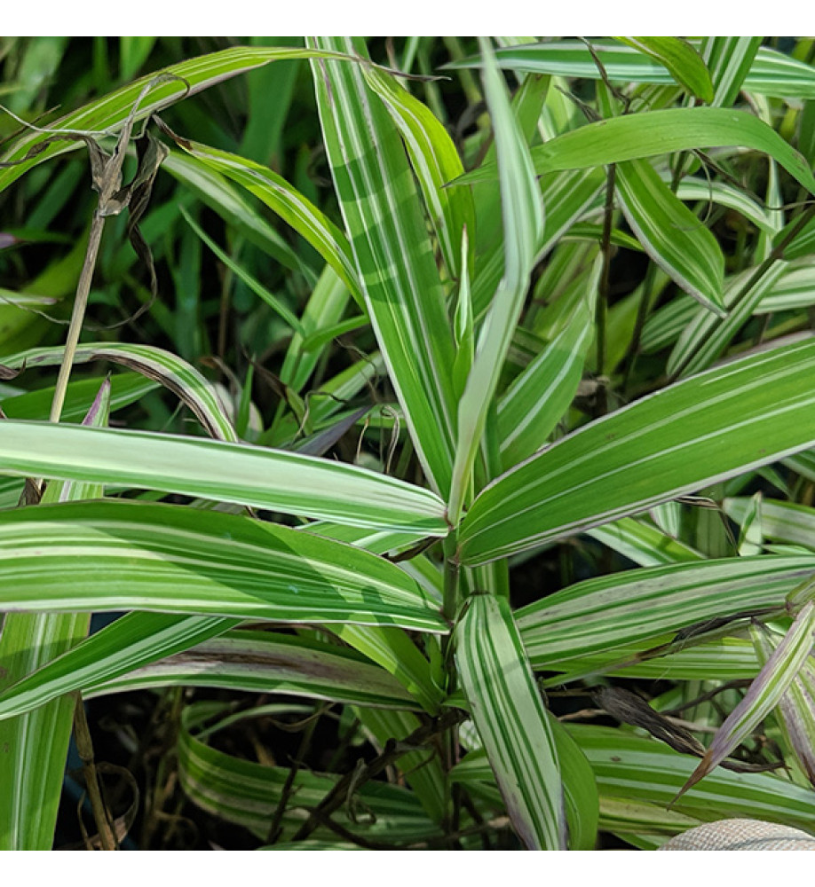 Chasmanthium latifolium River Mist (1.5lt)