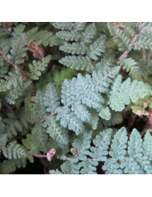 Cheilanthes lanosa (1lt)