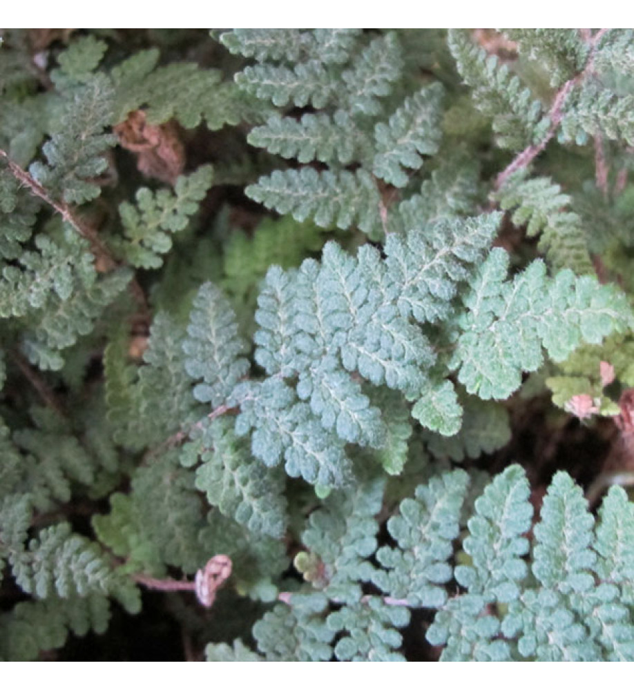 Cheilanthes lanosa (1lt)