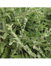 Cheilanthes lanosa (1lt)