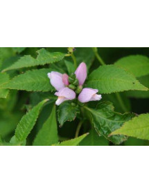 Chelone obliqua (1lt)