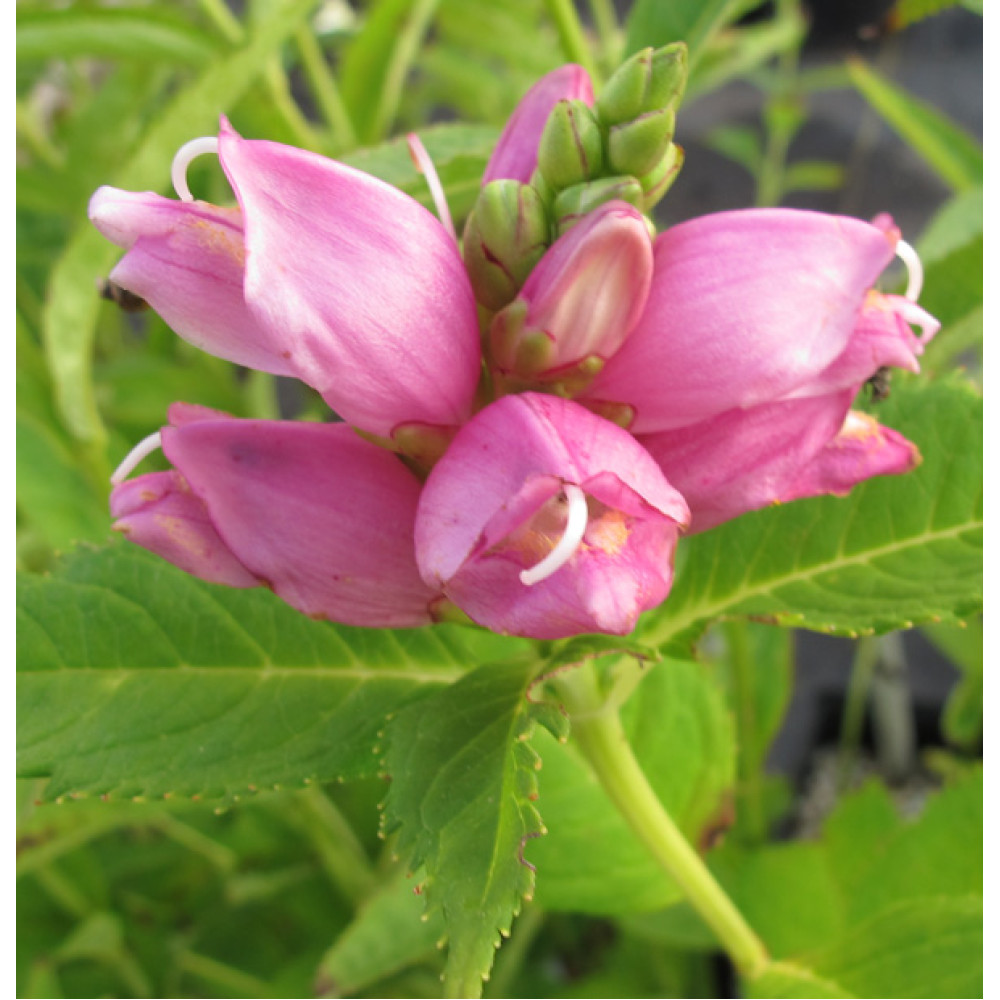 Chelone obliqua (1lt)