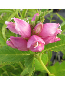 Chelone obliqua (1lt)