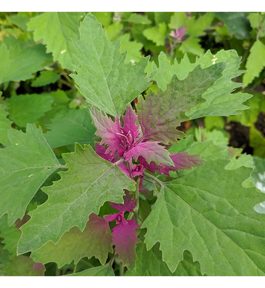 Chenopodium Giganteum (9cm)