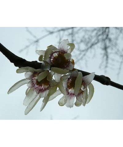 Chimonanthus praecox (3lt)